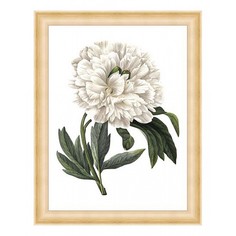 Картина (37х47 см) White peony BE-103-148 Ekoramka
