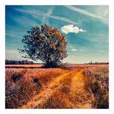 Картина (90х90 см) Дерево в поле HE-101-994 Ekoramka