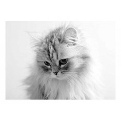 Картина (70х50 см) Пушистая кошка HE-101-880 Ekoramka