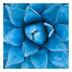 Картина (90х90 см) Синяя агава HE-101-998 Ekoramka
