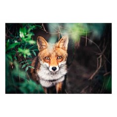 Картина (60х40 см) Лиса HE-101-831 Ekoramka