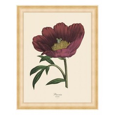 Картина (37х47 см) Red peony BE-103-147 Ekoramka