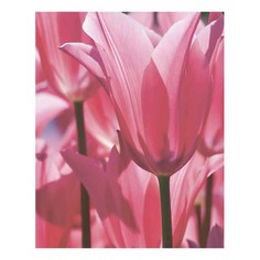Картина (40х50 см) Цветущие тюльпаны SE-102-131 Ekoramka