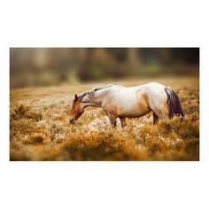Картина (50х30 см) Лошадь и осеннее поле HE-101-724 Ekoramka