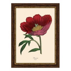 Картина (30х40 см) Red peony BE-103-361 Ekoramka