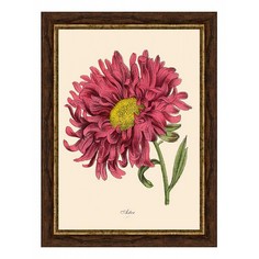 Картина (30х40 см) Red aster BE-103-362 Ekoramka