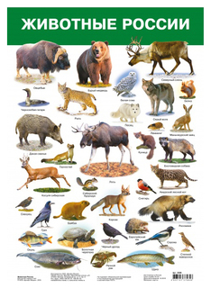 Обучающий плакат Дрофа-медиа «Животные России»