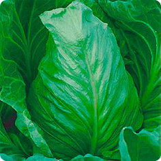 Семена Капуста белокочанная Сибирская Пирамида, 0,5 г, Семена Алтая