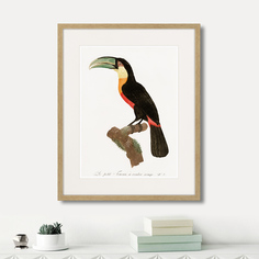 Литография Beautiful toucans №1, 1806г., 52 x 42 см, Картины в Квартиру