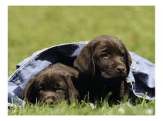 Пазл Ravensburger XXL Щенки черного лабрадора 300 деталей