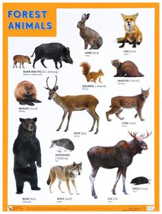 Обучающий плакат «Forest Animals/Лесные обитатели» Мозаика Синтез