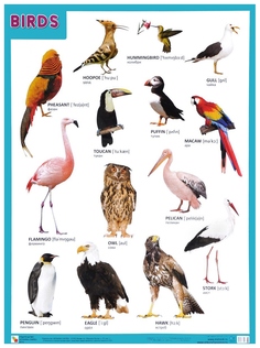 Обучающий плакат «Birds/Птицы» Мозаика Синтез
