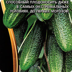 Семена Огурец Сибирская гирлянда F1, 5 шт, Уральский дачник