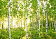 Фотообои бумажные Komar Scenics National Geographic Edition-1 8-519