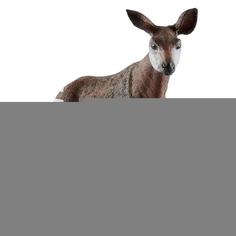 Фигурка Schleich Окапи
