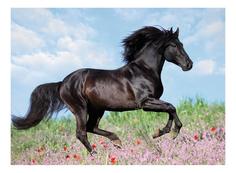 Пазл ravensburger «прекрасная лошадь» xxl 200 элем.