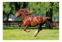 Пазл Trefl Мчатся кони (10201)