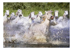 Пазл Educa Белые камаргские лошади 1000 деталей