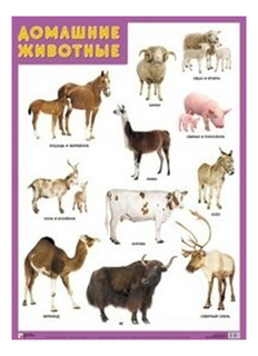 Плакат Домашние животные Мозаика Синтез