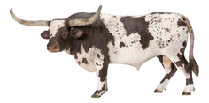Фигурка животного Schleich Техасский Лонгхорн, бык