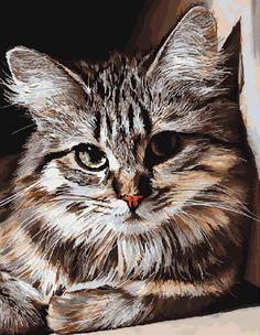 Картина по номерам Paintboy "Красивый кот", 40x50 см