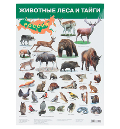 Плакат Дрофа Животные леса и тайги