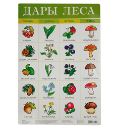 Плакат Дрофа Дары леса
