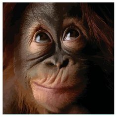 Color Kit Картина по номерам "Обезъянка" 30х30 см (CD004)