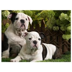 Color Kit Картина по номерам "Английские бульдоги" 30х40 см (KS012)