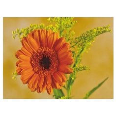 Molly Картина по номерам "Гербера" 15х20 см (KH0248)