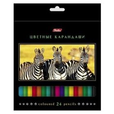 Hatber цветные карандаши Дикий мир, 24 цвета (BKc_24270)