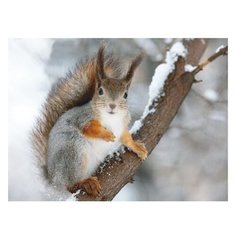 Molly Картина по номерам "Белочка" 15х20 см (KH0251)