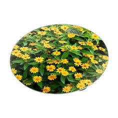 Весы Home Element HE-SC908 Желтые маргаритки