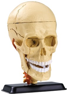 Анатомический набор Edu Toys