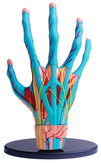 Анатомический набор "Кисть" Edu Toys