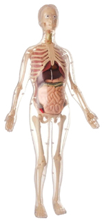 Анатомический набор "Женщина", 56 см Edu Toys