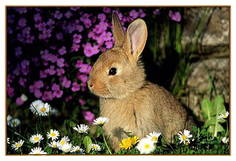 Алмазная мозаика "Кролик в ромашках", 20 цветов MILATO