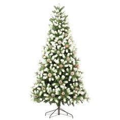 Царь елка Ель Русская Красавица