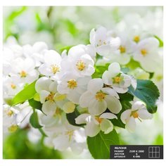 Фотообои бумажные Симфония Яблоня 2х2.1м яблоня