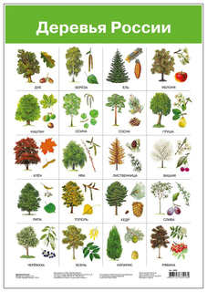 Плакат Дрофа-Медиа Деревья России