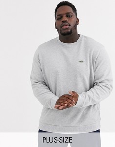 Серый свитшот с круглым вырезом и логотипом Lacoste