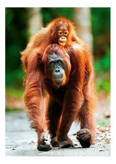 Пазлы Trefl Орангутан, 1000 деталей