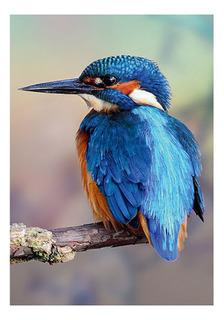 Пазл Зимородок 1000 деталей Trefl