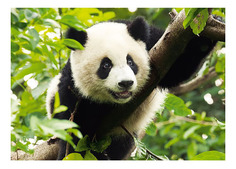 Пазлы Панда, 500 элементов Trefl