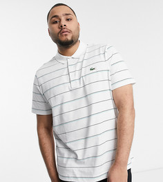 Футболка-поло в полоску Lacoste PLUS-Белый