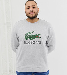 Серый свитшот с круглым вырезом и логотипом Lacoste