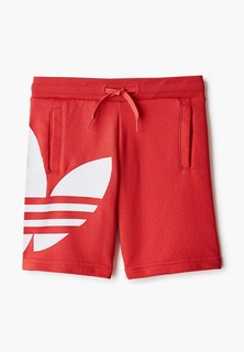 Шорты спортивные adidas Originals