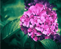 Картина по номерам Paintboy GX 28771 Нежная гортензия 40*50