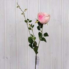 Цветок Роза 8680943025999 Arya