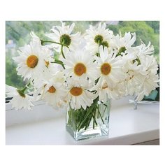 Molly Картина по номерам "Ромашки в вазе" 40х50 см (KH0059/1)
